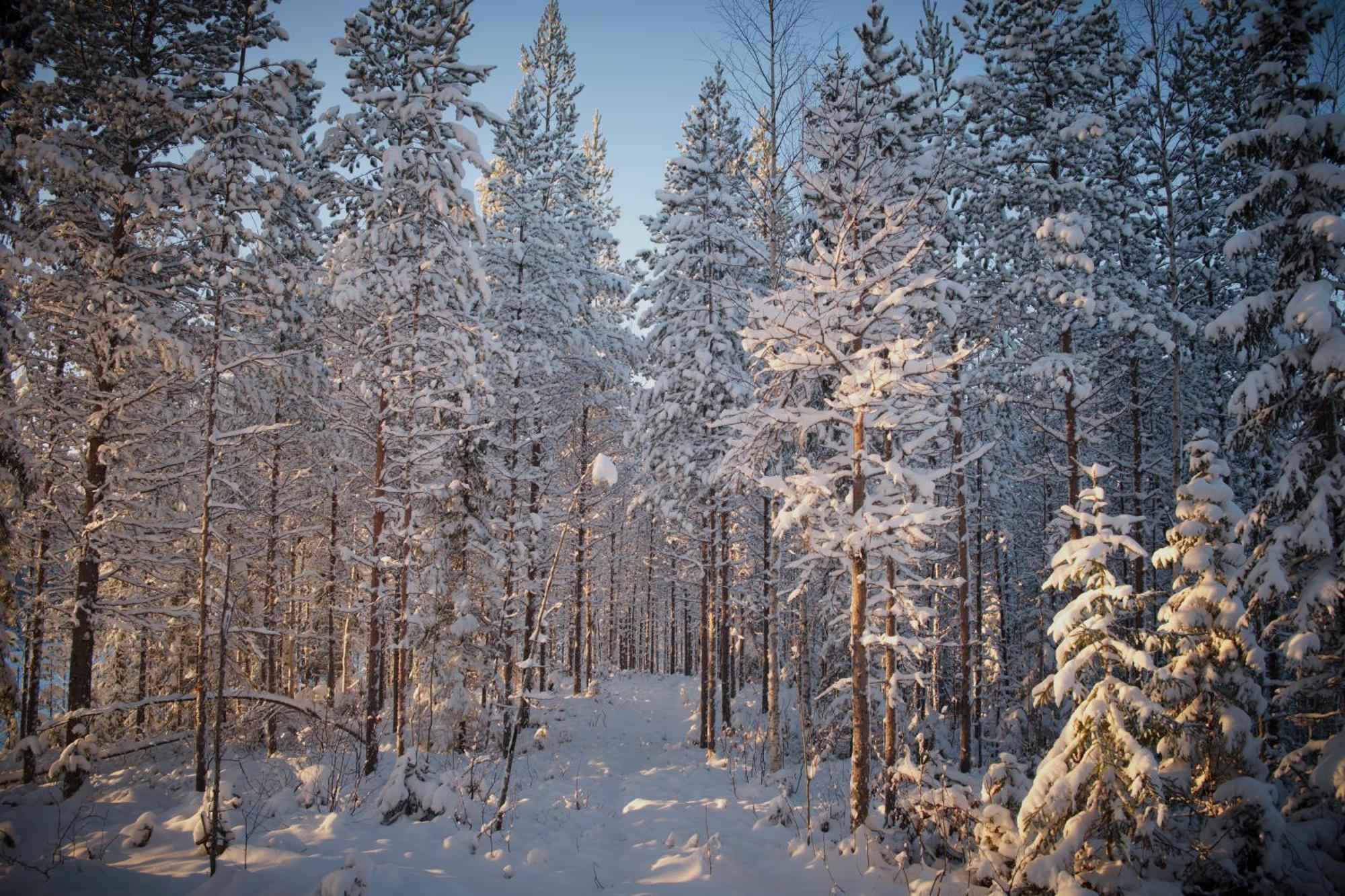 Langforsen Glamping & Lapland Experience Hotel Lapptrask Exterior foto
